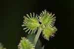 Largefruit blacksnakeroot